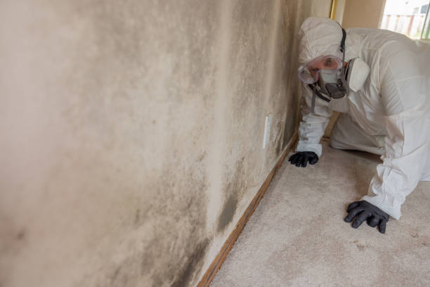 Best Industrial Mold Remediation  in USA